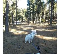 Sport Découverte Balade en Cani-Rando au Cambre-d'Aze près de Font-Romeu