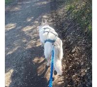 Sport Découverte Balade en Cani-Rando près d'Evian-les-Bains