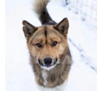 Sport Découverte Balade en Chiens de traîneau près de Barcelonnette