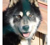 Sport Découverte Balade en Chiens de Traîneau près de Clermont-Ferrand