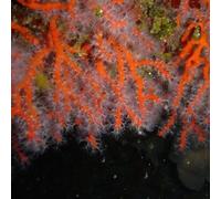 Sport Découverte Baptême de Plongée à Antibes