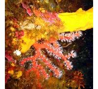 Sport Découverte Baptême de Plongée à Cargèse