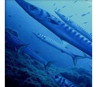 Sport Découverte Baptême de Plongée à Saint-Cyprien près de Perpignan