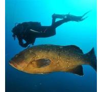 Sport Découverte Baptême de Plongée à Saint-Tropez