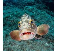 Sport Découverte Baptême de plongée dans les Calanques de Marseille