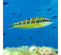 Sport Découverte Baptême de Plongée près du Lavandou