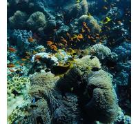 Sport Découverte Brevet de Plongée Niveau 1 à Angers