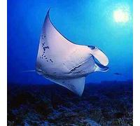 Sport Découverte Brevet de Plongée Niveau 1 à Cargèse