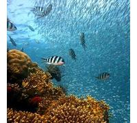 Sport Découverte Initiation à la plongée sous-marine au Cap d'Agde