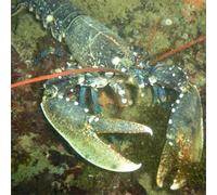 Sport Découverte Initiation à l'Apnée à Quiberon