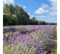 Sport Découverte Nuit en Bulle à Aix-en-Provence
