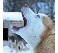 Sport Découverte Randonnée en Chiens de Traîneau dans les Pyrénées Catalanes