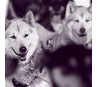 Sport Découverte Randonnée en Chiens de traîneau près d'Ax-les-Thermes