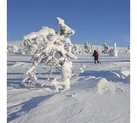 Sport Découverte Randonnée en Raquette dans les Vosges