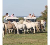 Sport Découverte Randonnée Safari en 4x4 en Camargue à Aigues-Mortes