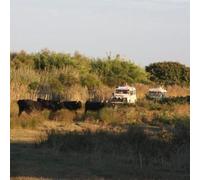 Sport Découverte Randonnée Safari en 4x4 en Camargue près d'Arles