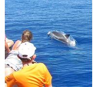 Sport Découverte Rencontrer des Baleines et des Dauphins à Cannes
