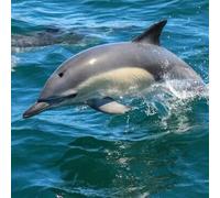 Sport Découverte Sortie en Mer à la rencontre des Dauphins à Arzon
