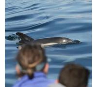 Sport Découverte Sortie en Mer à la rencontre des Dauphins à Lorient