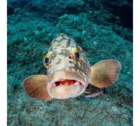 Sport Découverte Stage de plongée pour Enfant dans les Calanques de Marseille