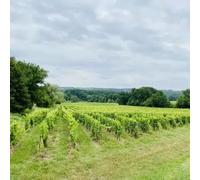 Sport Découverte Visite et Dégustation de Vins au Domaine La Grande Maison à Monba