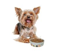 SPOT by Ethical Products Gamelle en céramique Lourde Brillante pour Chien et Chat Gamelle Durable pour Nourriture et Eau - Passe au Lave-Vaisselle - Gamelle pour Chien Best Friends 12,7 cm