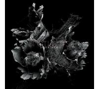 Love & Decay – CD – The Orchard