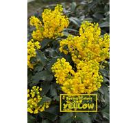 Spring Colors - Yellow Notebook: Special Notice Book To Memorize, Draw, Write, Sketch, Paint And Freeze In Pictures All Beautiful Moments Of Spring In Yellow