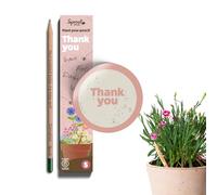 Sprout World Crayons à Planter Thank You Edition, Pack de 5 avec graines