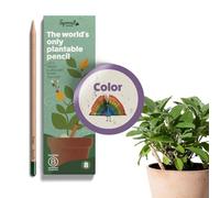 Sprout World - crayons de couleur | boîte de 8 crayons en bois naturel bio