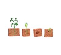 SPYMINNPOO Cycle de Vie des Plantes des Haricots, Ensemble de Cycles de Croissance des Plantes Jouet Stade de Croissance des Pois Modèle éducatif Préscolaire Jouet pour