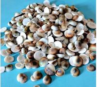 SQMSK 1-50pcs conque pour la Fabrication de Bijoux Coquillages de Plage Mixtes pour Vases/Coquillages géants Coquillages de conque