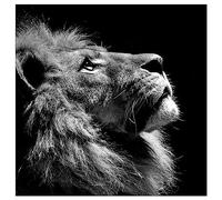 Square diamond painting lion simple grand 40x40cm fierté âme DIY 5D diamant painting carré carre adulte enfant bricolage strass broderie point de croix diamond painting animaux mosaïque autocollants