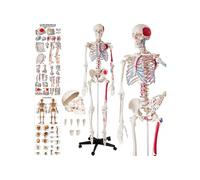 Squelette Anatomie détaillé en grandeur nature sur Pied mobile blanc