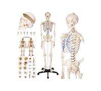 Squelette anatomie original taille grandeur nature blanc avec affiche explicative articulations mobiles