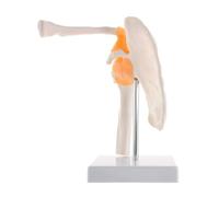 Squelette anatomique grandeur nature, anatomie humaine avec ligaments, articulation, os, épaule, modèle for étude médicale, salle de classe de sciences Moules pédagogiques