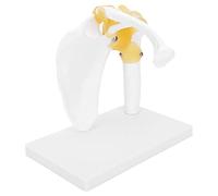 Squelette Anatomique, Modèle de l'anatomie à l'épaule Modèle Squelette du Squelette Humain Squelette du Corps Humain Squelette pour l'observation et l'apprentissage pour le Modèle