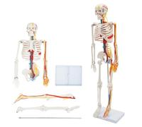 Squelette d'anatomie humaine - Modèle de squelette d'anatomie élémentaire | Human Design Anatomie Modèle 85 cm - Modèle anatomique squelette - Modèle anatomique pour étude anatomique, éducation