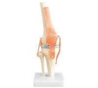 Squelette d'anatomie Modèle Articulation du Genou Modèle d'enseignement Grandeur Nature Modèle Corporel Anatomique du Genou avec une Articulation Mobile MedMod