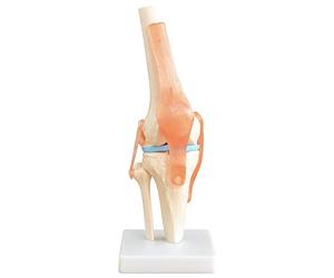 Squelette d'anatomie Modèle Articulation du Genou Modèle d'enseignement Grandeur Nature Modèle Corporel Anatomique du Genou avec une Articulation Mobile MedMod