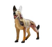 Squelette de Chien 4D Modèle d'assemblage d'anatomie de Chien Anatomique Modèle d'anatomie Animale Squelette Organes détachables Parties du Corps pour l'éducation Aide à la Formation