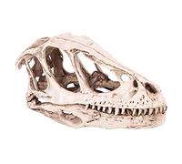 Squelette de Crâne de Vélociraptor 18 × 11 × 9 en Résine, Modèle de Crâne de Dinosaure, Simulation de Squelette D'animal, Décoration Artisanale, Modèle D'accessoire