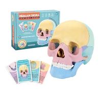 Squelette de la tête de l'anatomie humaine - Structure osseuse maître - Modèle éducatif coloré, longueur 14,5 cm + proportions réalistes, polymère haute densité - Pour filles et personnels
