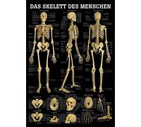 Squelette de l'homme planche anatomique en allemand sur l'anatomie 100 x 70 cm et matériels médicaux mit Laminierung