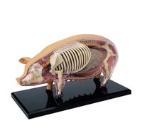 Squelette de Porc Anatomique modèle d'assemblage d'anatomie de Porc modèle d'anatomie Animale Squelette Organes détachables Parties du Corps pour l'éducation