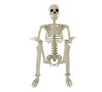 Squelette d'halloween Squelette Réaliste De Quatre-Vingt-Centimètres avec
