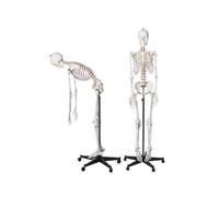 Squelette Humain Grandeur Nature modèle 170 cm Squelette d'anatomie Flexible avec Support for l'étude de la physiologie éducative, 1 pièces