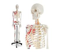 Squelette Humain Grandeur Nature, modèle d'anatomie de 170cm, avec os Peints en Chiffres et Support Roulant, 1 pièce