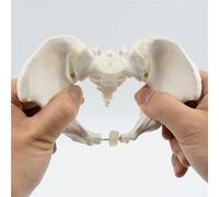 Squelette pelvien mobile avec symphyse pubienne flexible | Mini modèle d'anatomie du bassin féminin, os de la hanche rotatifs, aide pédagogique anatomique for les étudiants en soins