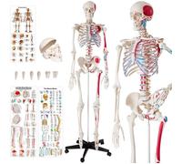 Squelette - TECTAKE - Squelette grandeur nature détaillé modèle anatomique 180 cm avec 1 affiche et 1 protection incluses - Blanc